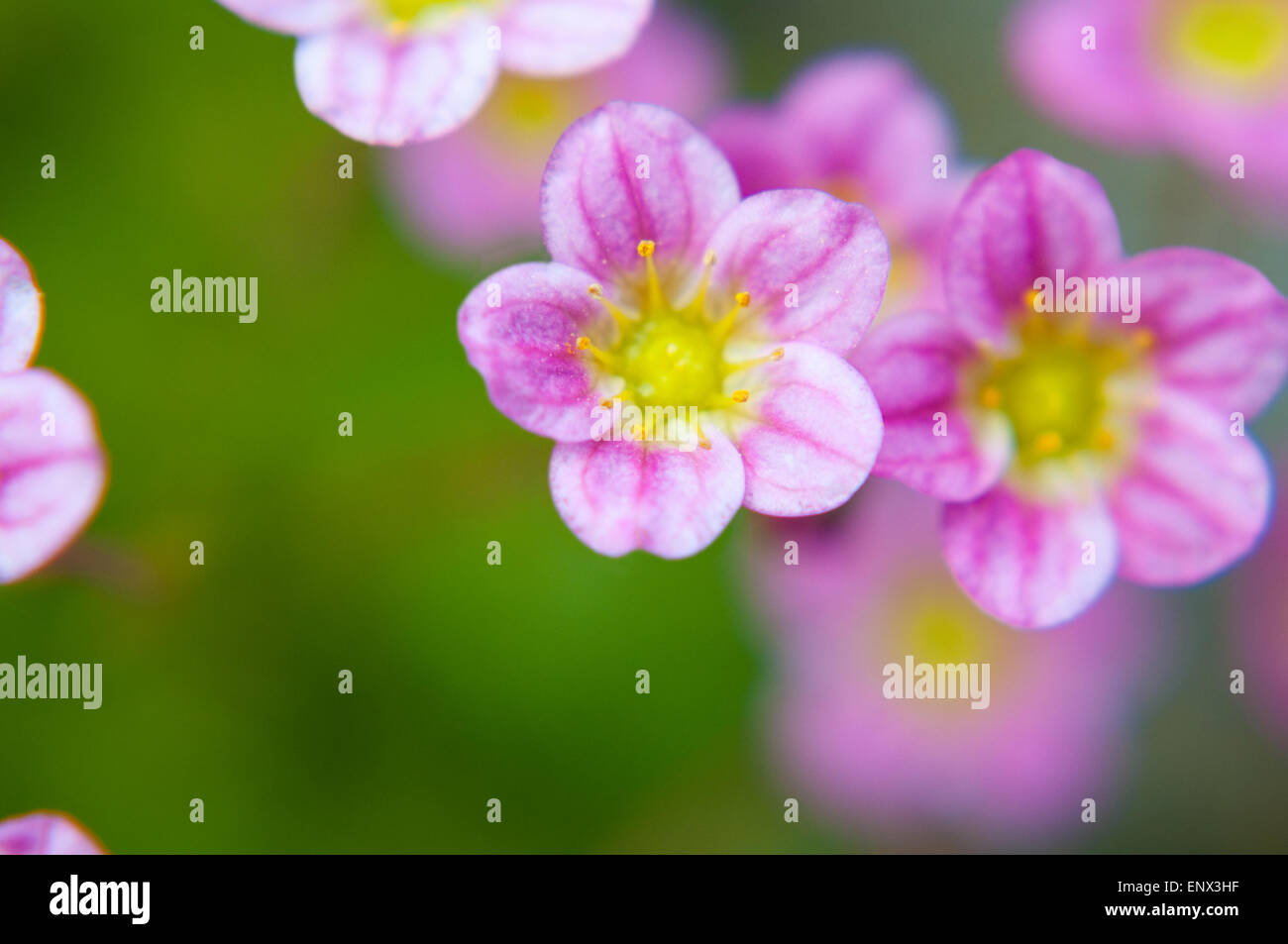 Macro flower hi-res stock photography and images - Alamy