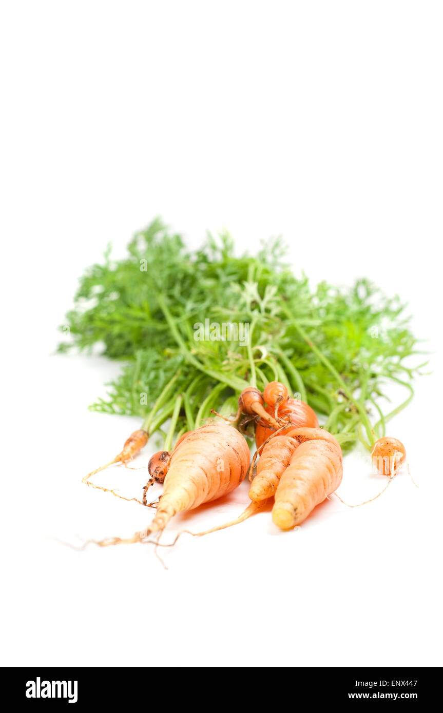 Karotte Roots Carrot roots hi-res stock photography and images - Alamy