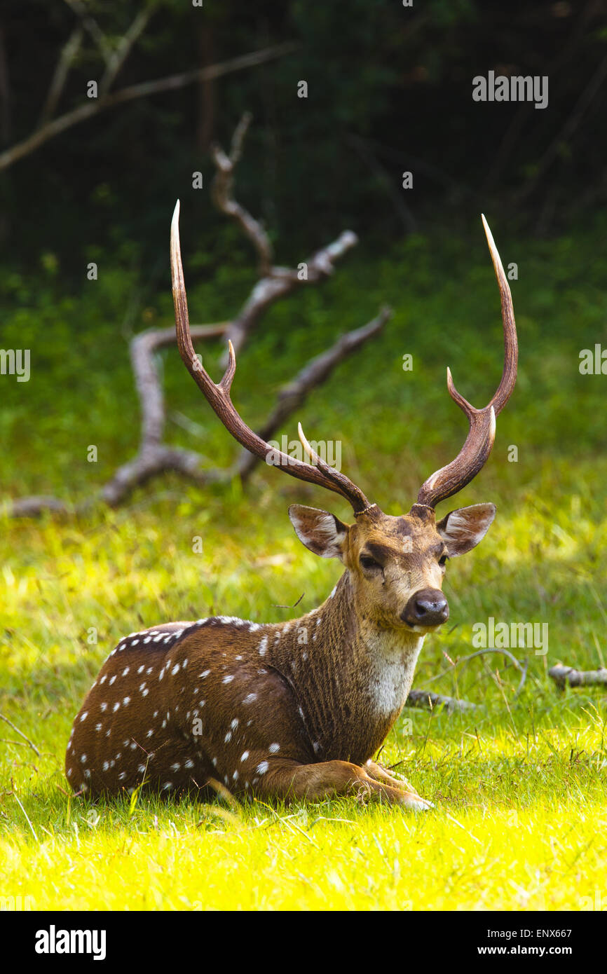 Axis Deer - Ruhunu Yala NP, Sri Lanka Stock Photo