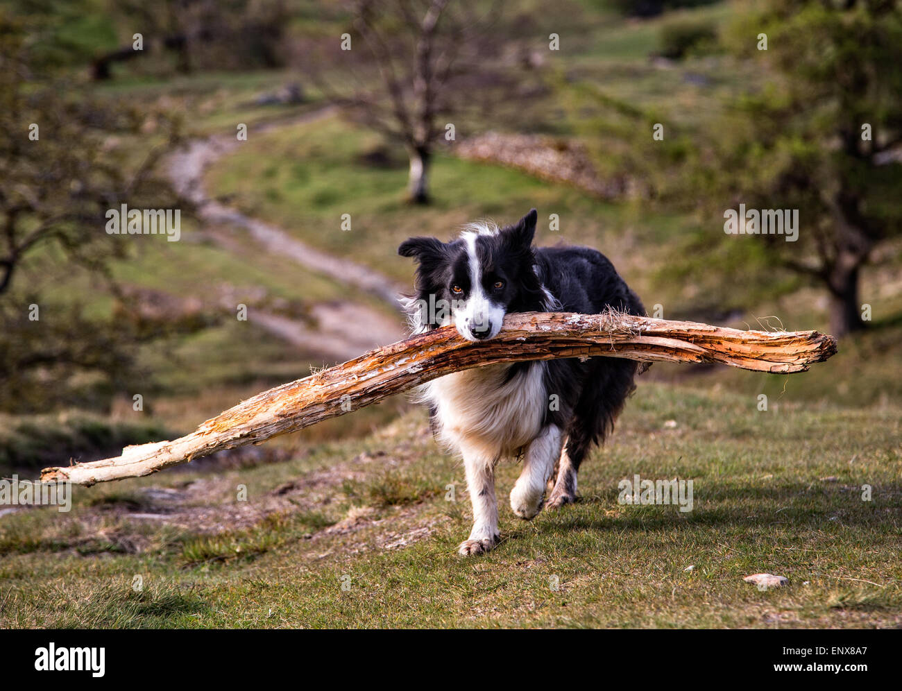 large border collie