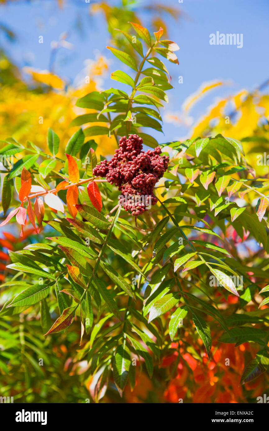 Winged sumac, Rhus copallinum, drupes of red fruit berries on leafy branches of a tree in autumn against a blue sky. Stock Photo