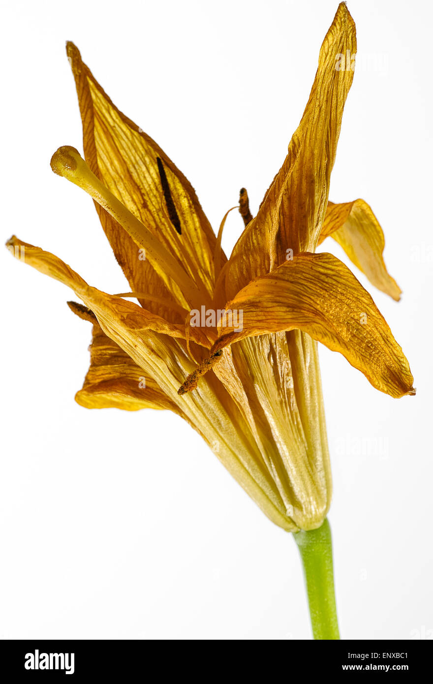 Wilted flowers hires stock photography and images Alamy