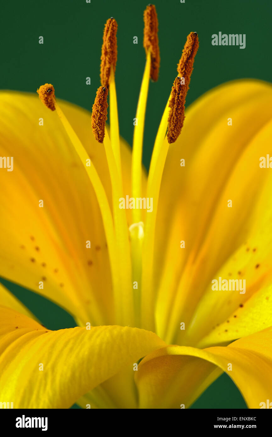 Calyx of a yellow Lily Stock Photo