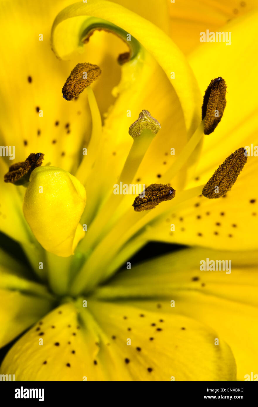 Calyx of a yellow Lily Stock Photo