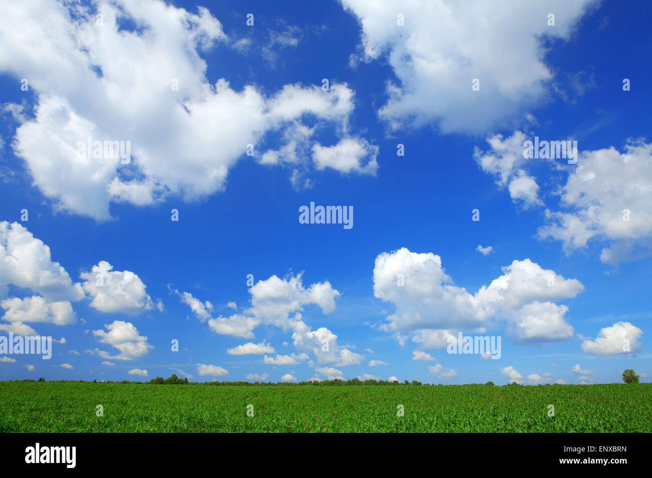Summer rural landscape - green field and blue cloudy skies Stock Photo ...