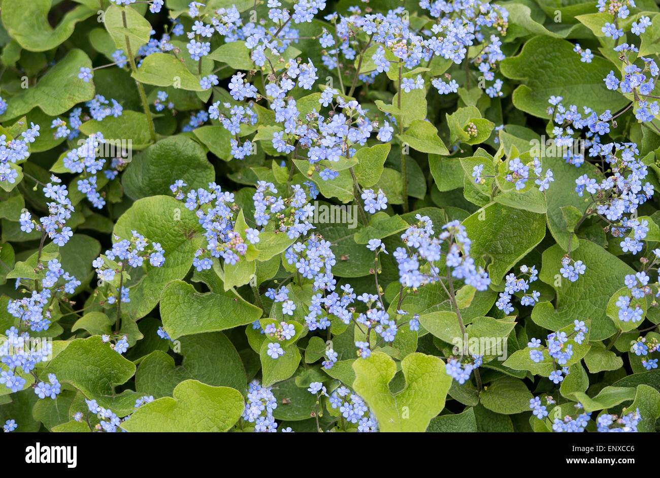 Blue forget-me-nots flowers (Myosotis scorpioides) with leaves in flowerbed in May. Stock Photo