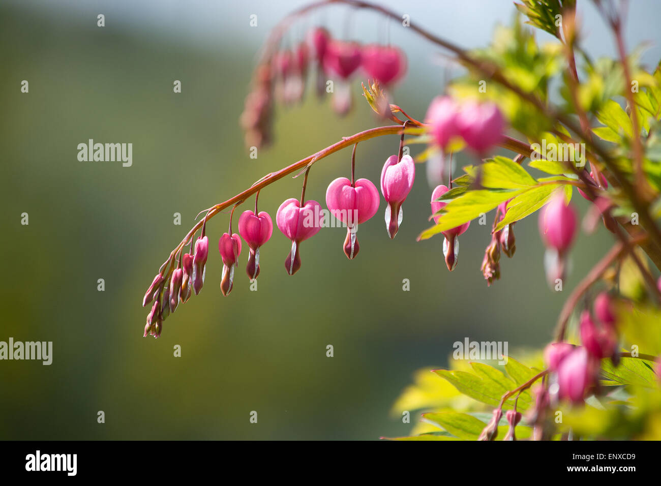 Pink bleeding heart flowers (Dicentra) on a bush closeup in May garden. Stock Photo