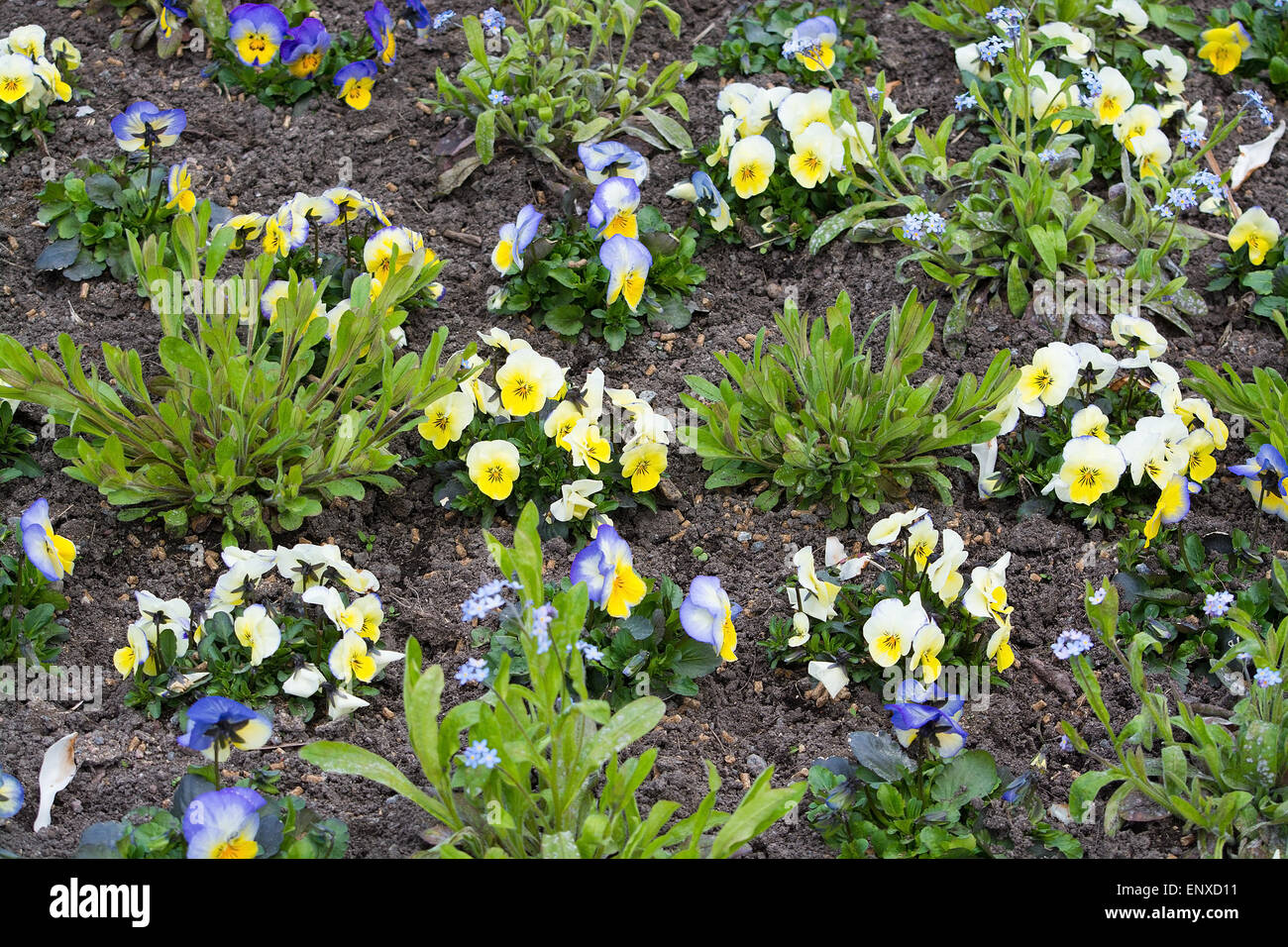 Spring flower bed with pansies and tulips in May garden, Sweden. Stock Photo