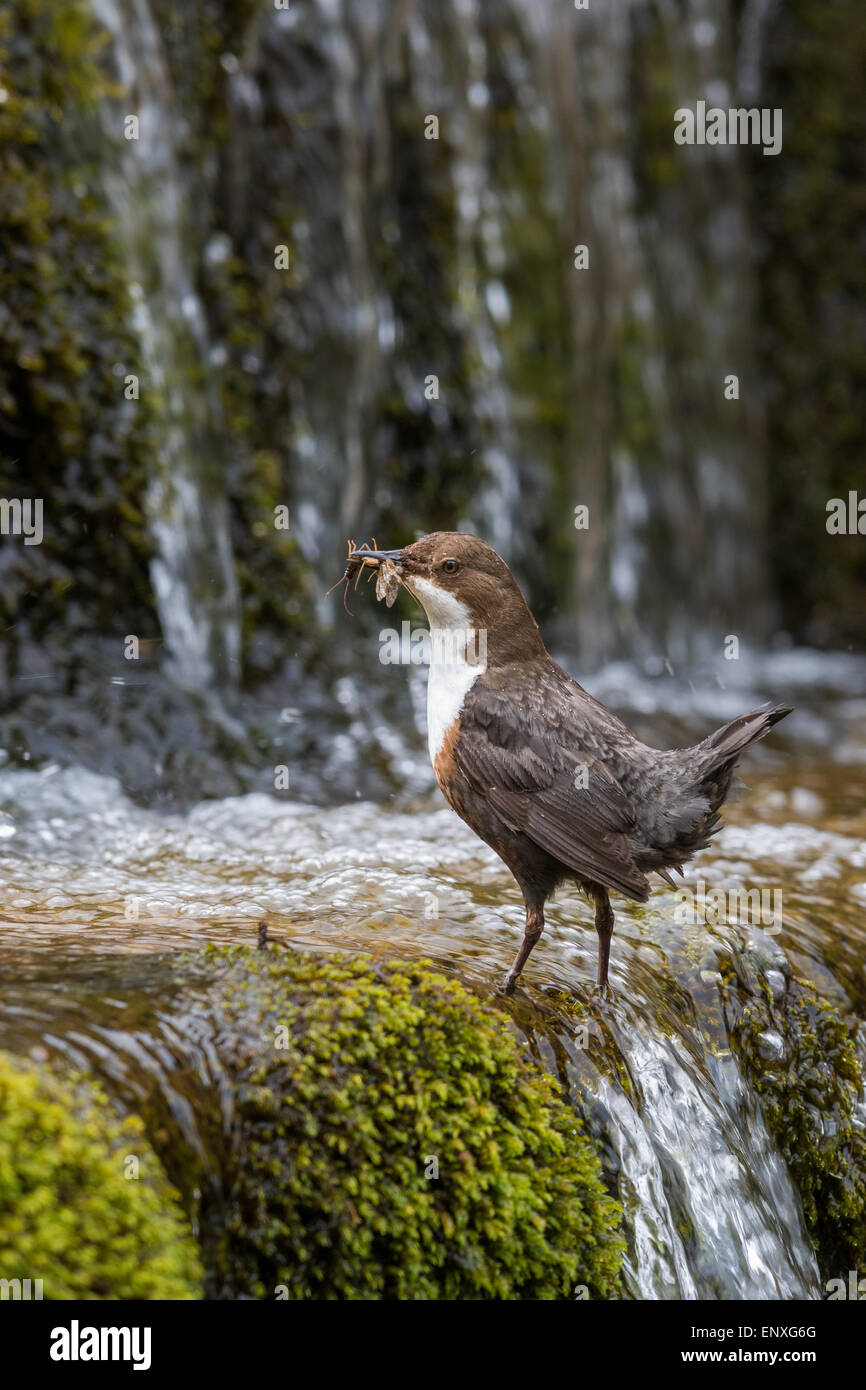 Adult Dipper (Cinclus cinclus) stood on a small river in the Brecon Beacons National Park with food for its young. Stock Photo