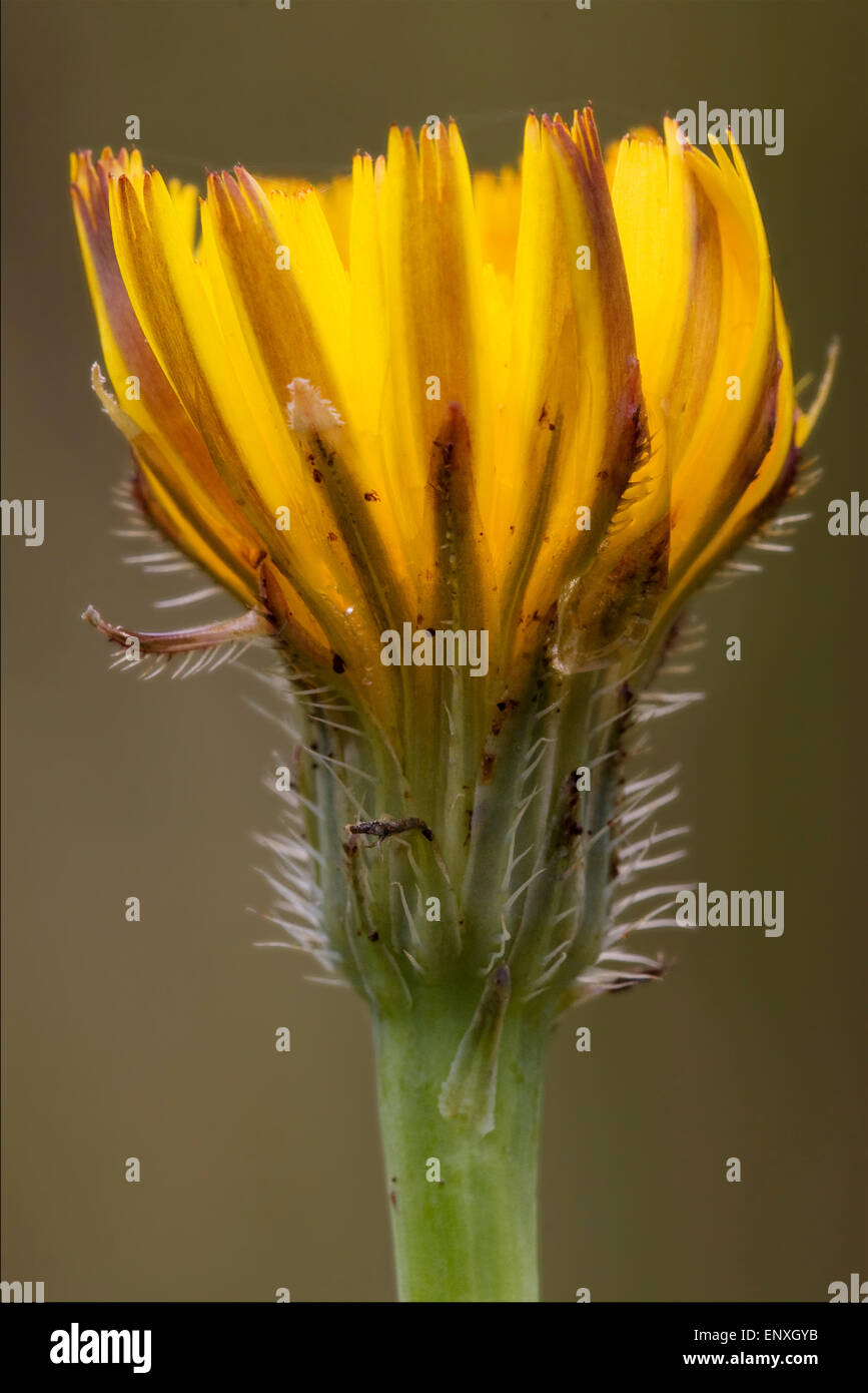 Crepis Sancta composite crepis bursifolia yellow flowering Stock Photo
