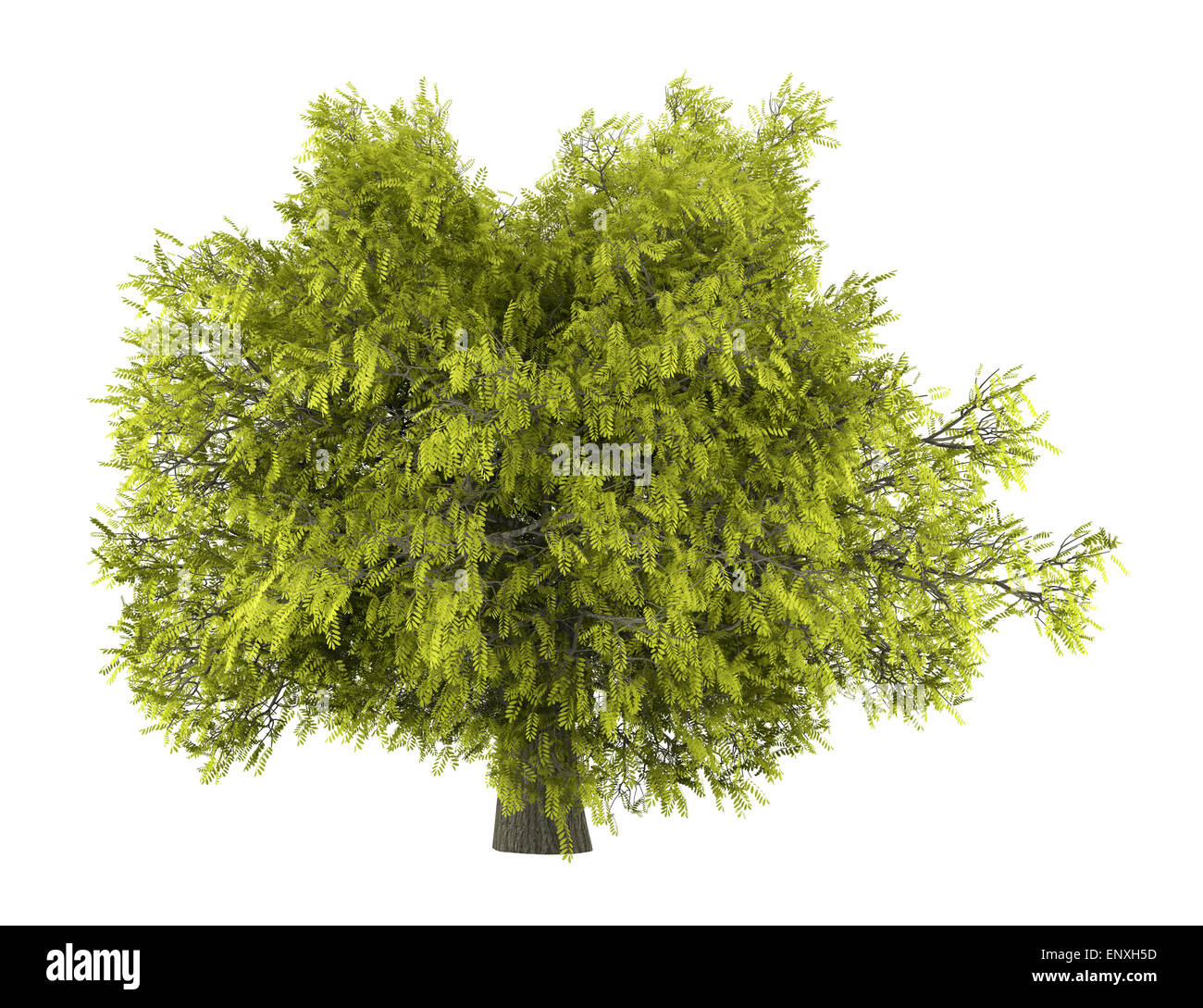 Honey locust tree isolated on white background Stock Photo