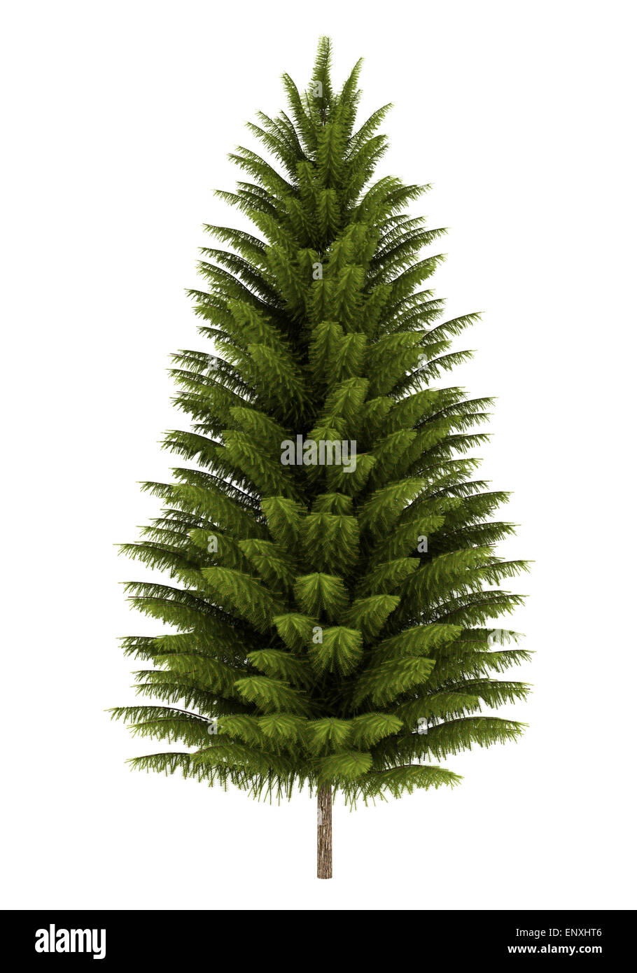 Pine Spruce Green Branches Isolated On White Background Tree Parts