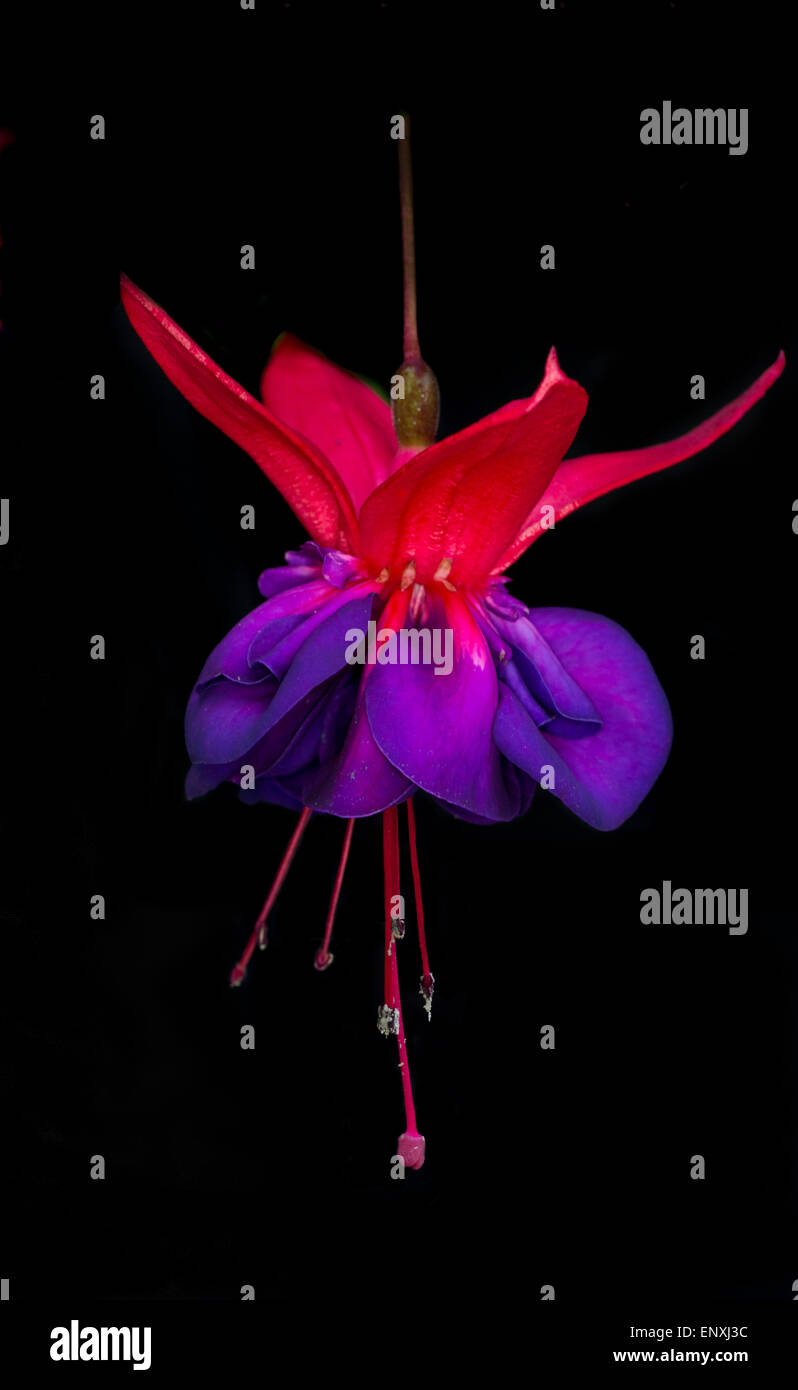 Close up of Fuschia bloom isolated on black background Stock Photo