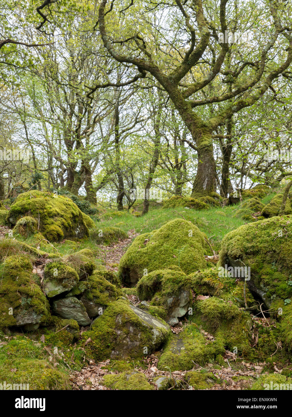 Ty Canol Ancient Oak woodland in Pembrokeshire, Wales Stock Photo
