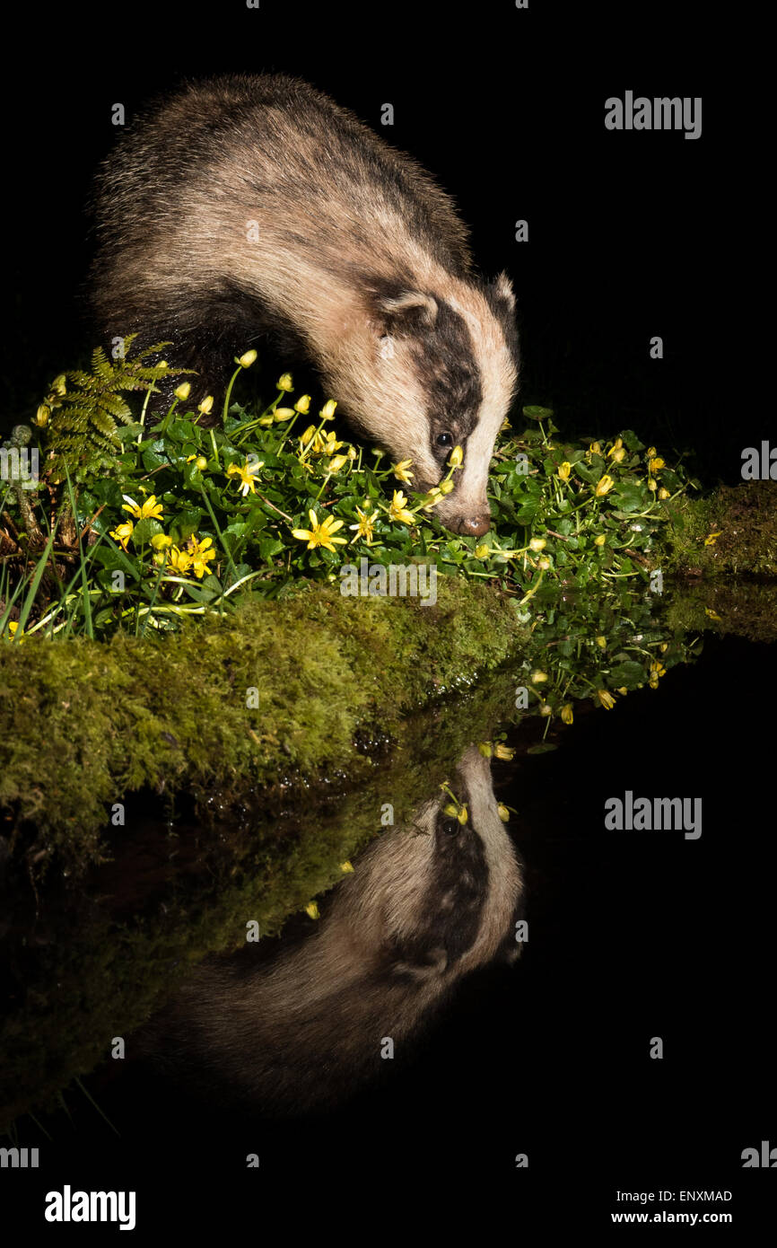 Badger (Meles meles) reflected drinking from pool surrounded by Celandines photographed with camera trap and off camera flash Stock Photo