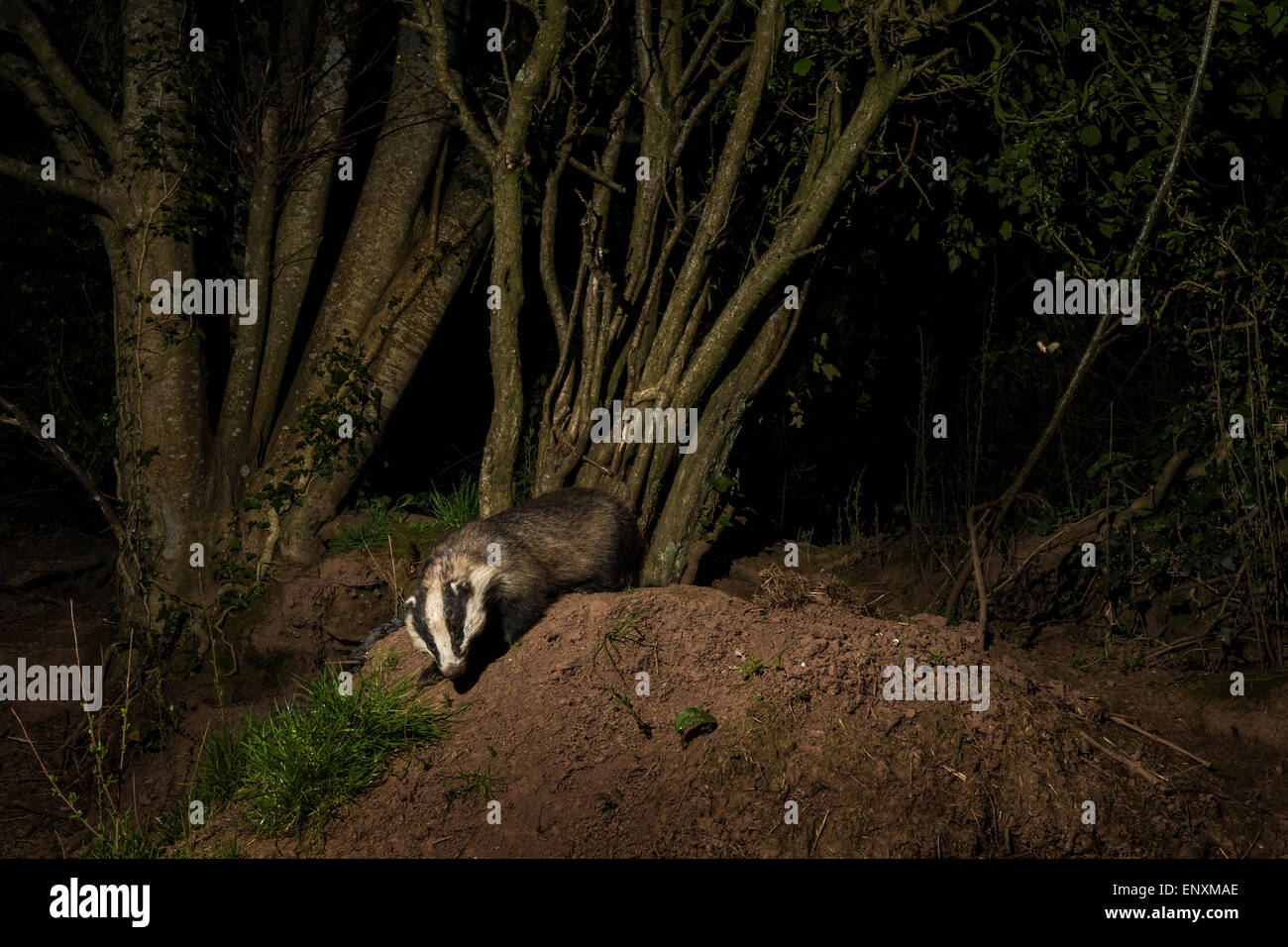Badger (Meles melese) emerges from it's sett at night taken with camera trap and remote flash with a Moth in flight Stock Photo