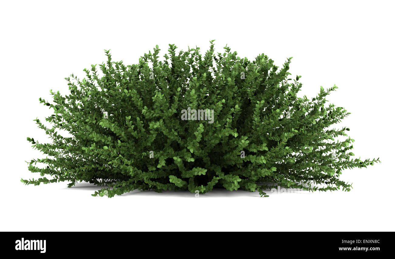 coral beauty bush isolated on white background Stock Photo