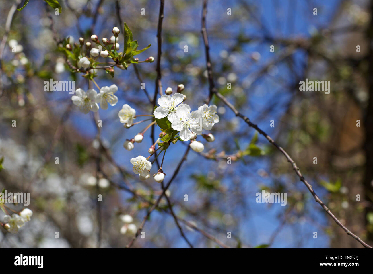 Cherry on a background of blue sky in spring Stock Photo - Alamy