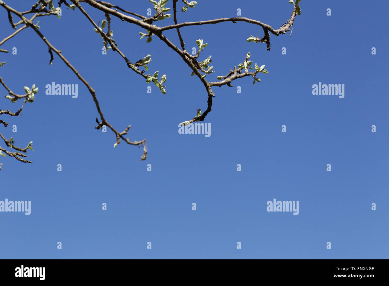 Branches of apple trees against the blue sky Stock Photo - Alamy