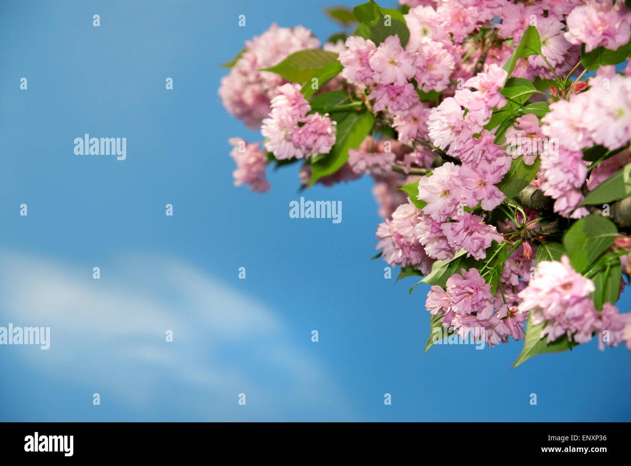 spring blossom of purple sakura against blue sky Stock Photo - Alamy