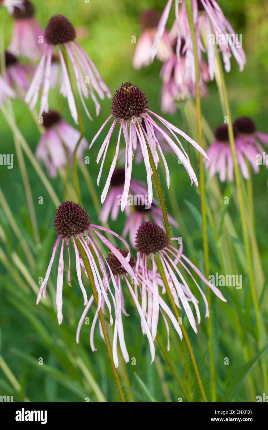Narrow-leaved purple coneflower, blacksamson echinacea, Cone-flower, Schmalblättriger Sonnenhut, Echinacea angustifolia Stock Photo