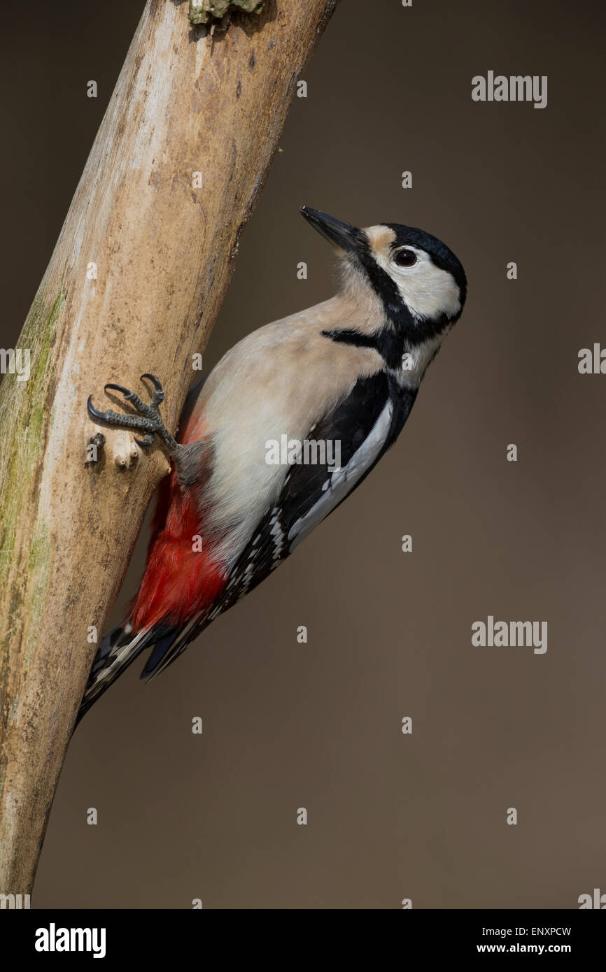 Great spotted woodpecker, female, woodpeckers, Buntspecht, Weibchen, Specht, Spechte, Dendrocopos major, Picoides major Stock Photo