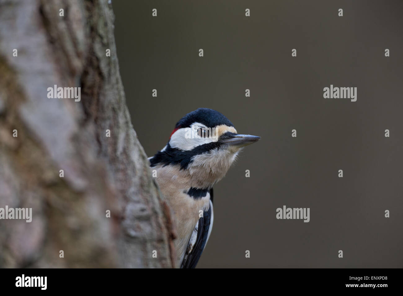Great spotted woodpecker, male, woodpeckers, Buntspecht, Männchen, Specht, Spechte, Dendrocopos major, Picoides major, Portrait Stock Photo