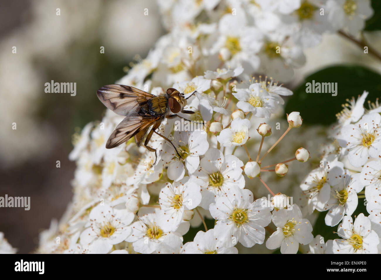 Tachinid Fly, male, Tachina fly, Breitflüglige Raupenfliege, Männchen, Blütenbesuch, Ectophasia crassipennis, Tachinidae Stock Photo