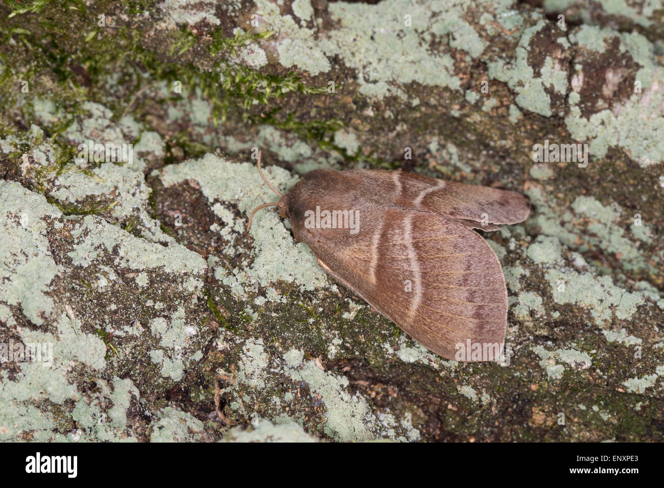 Fox moth, Brombeerspinner, Brombeer-Spinner, Macrothylacia rubi, Glucken, Lasiocampidae Stock Photo