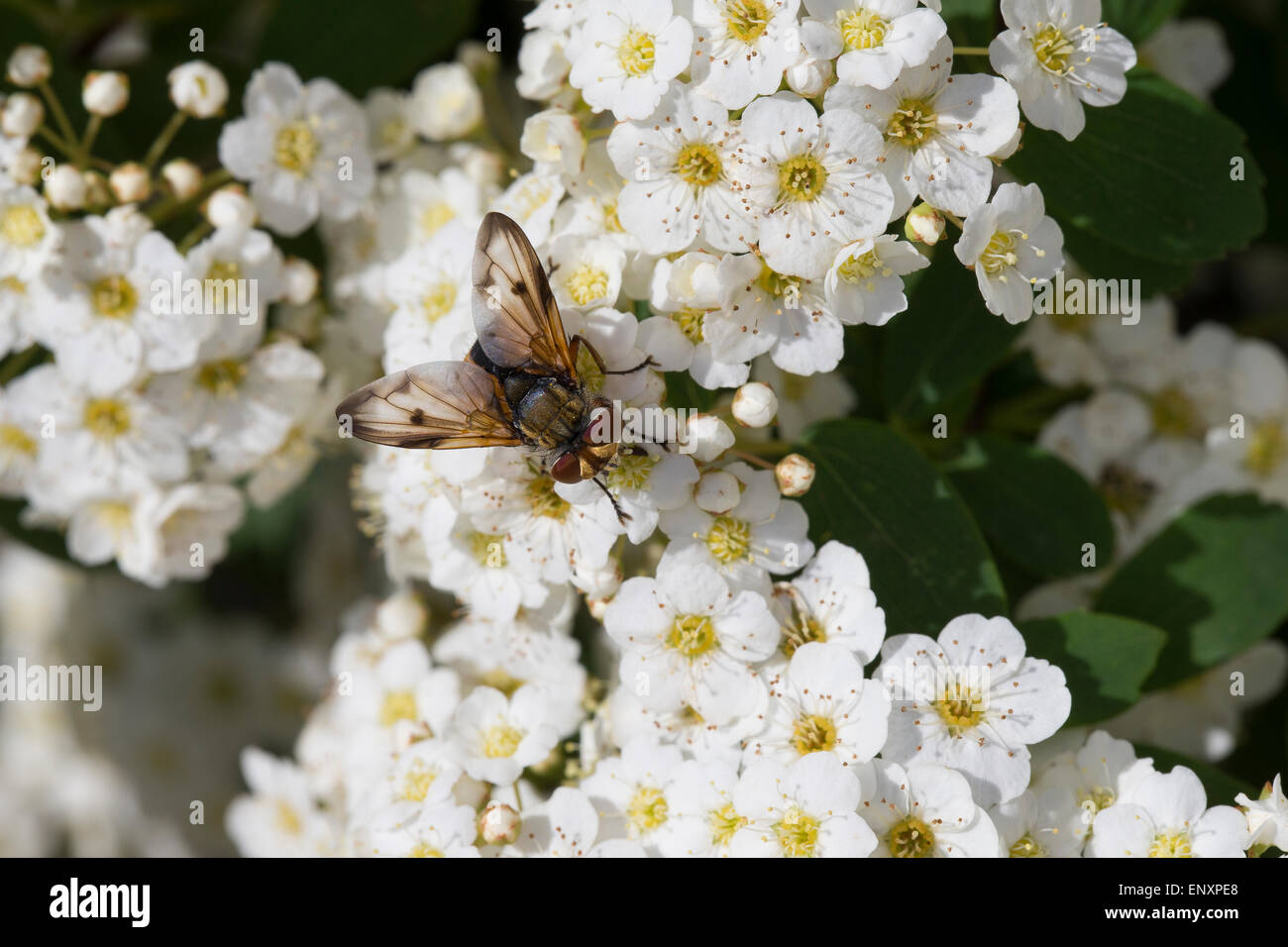 Tachinid Fly, male, Tachina fly, Breitflüglige Raupenfliege, Männchen, Blütenbesuch, Ectophasia crassipennis, Tachinidae Stock Photo