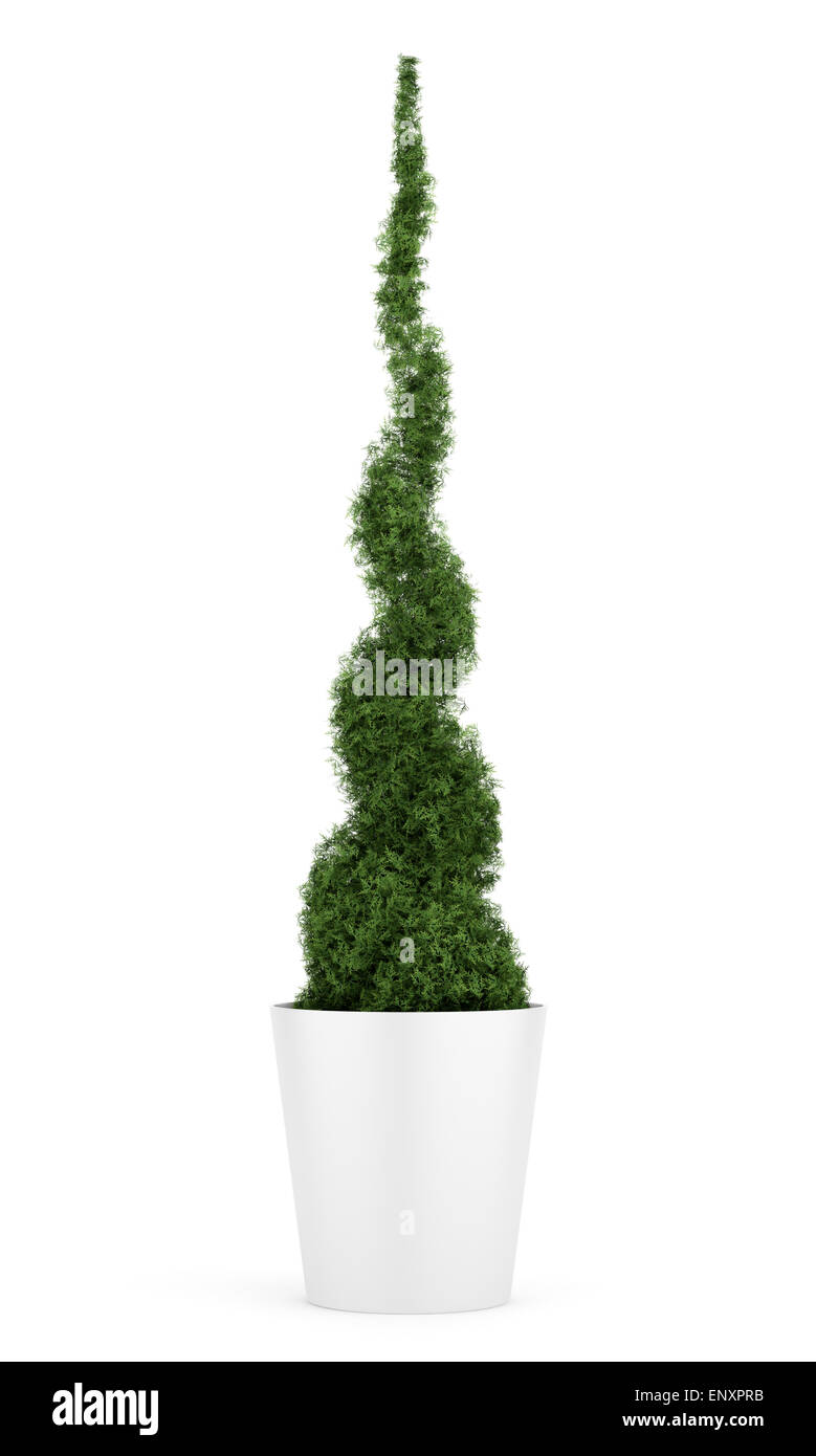 thuja plant in pot isolated on white background Stock Photo