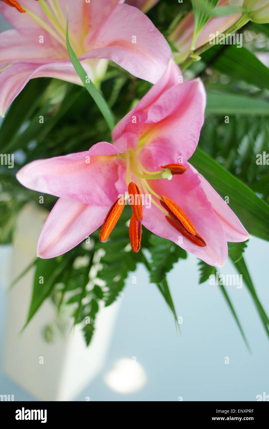 Stargazer Lily Bouquet High Resolution Stock Photography and Images - Alamy