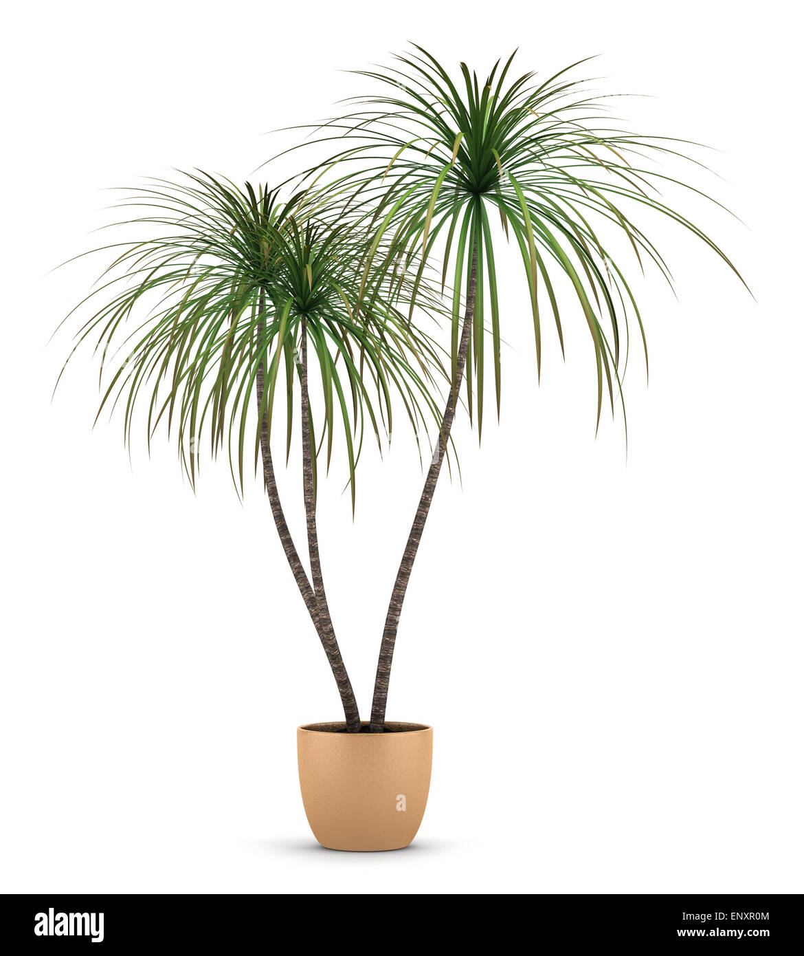 dracaena plant in pot isolated on white background Stock Photo