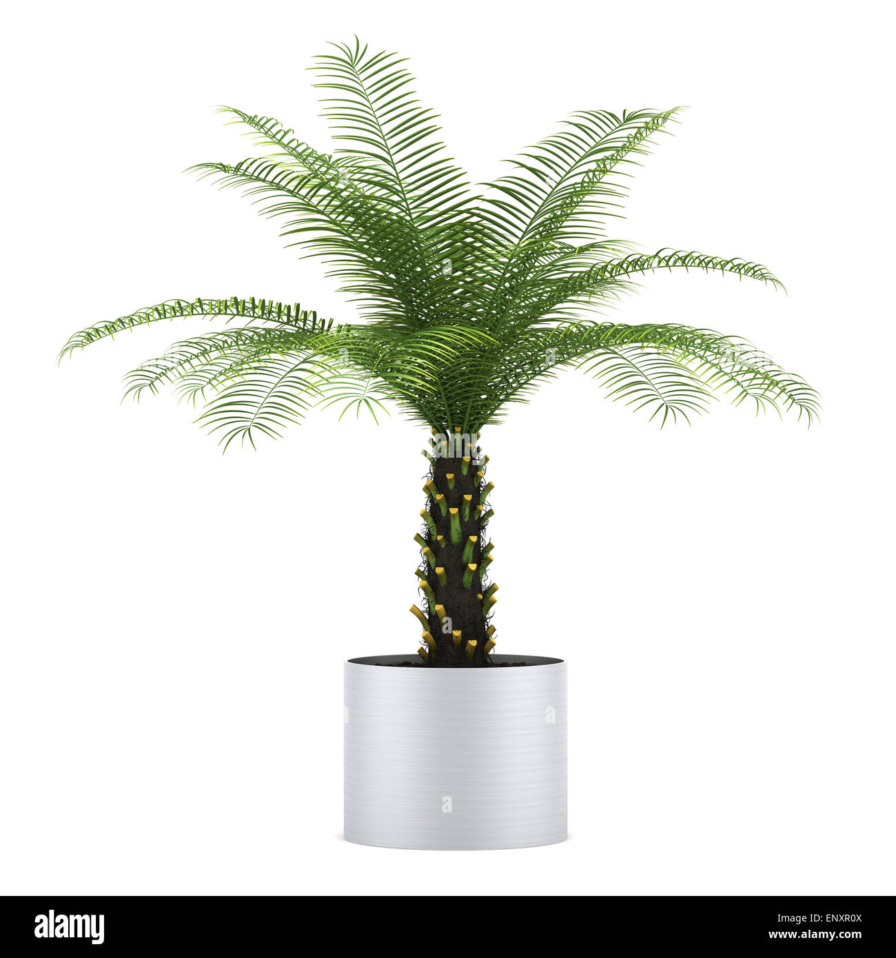 palm tree in pot isolated on white background Stock Photo Alamy