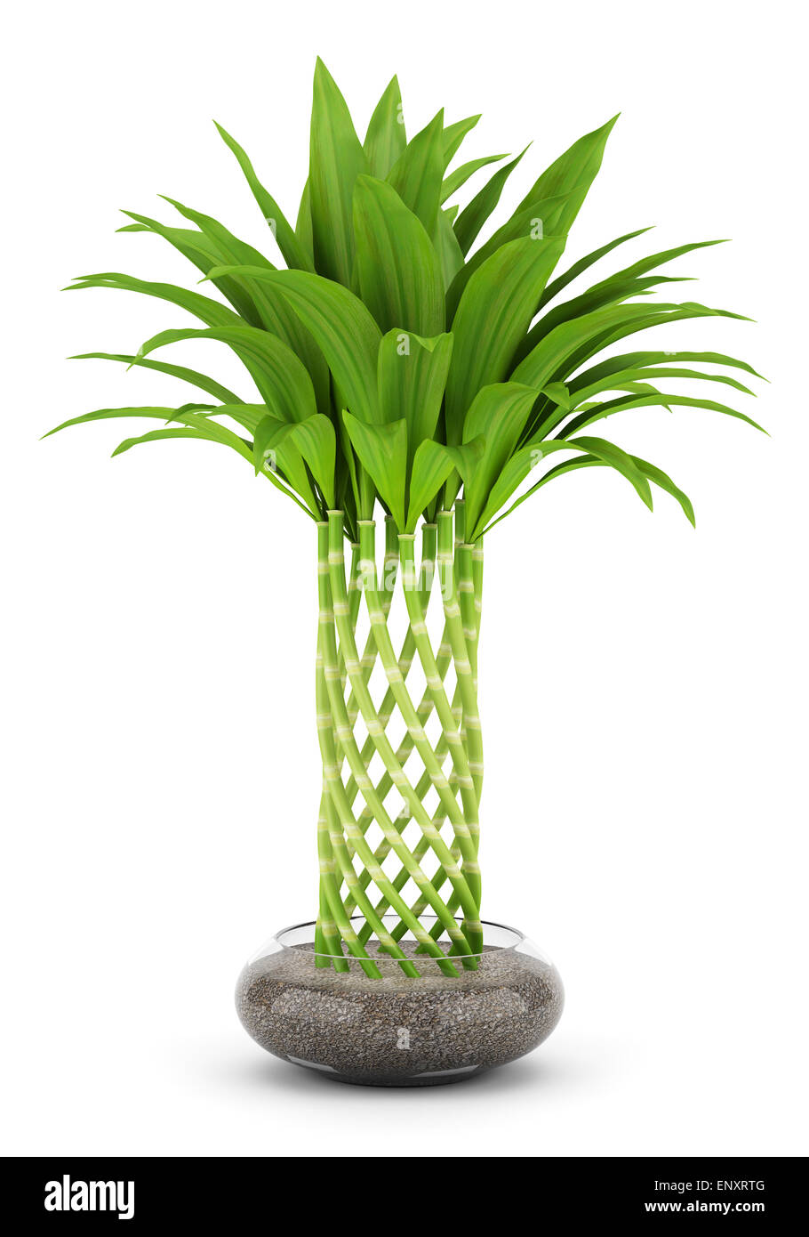 Potted plant bamboo on white background hires stock photography and images Alamy