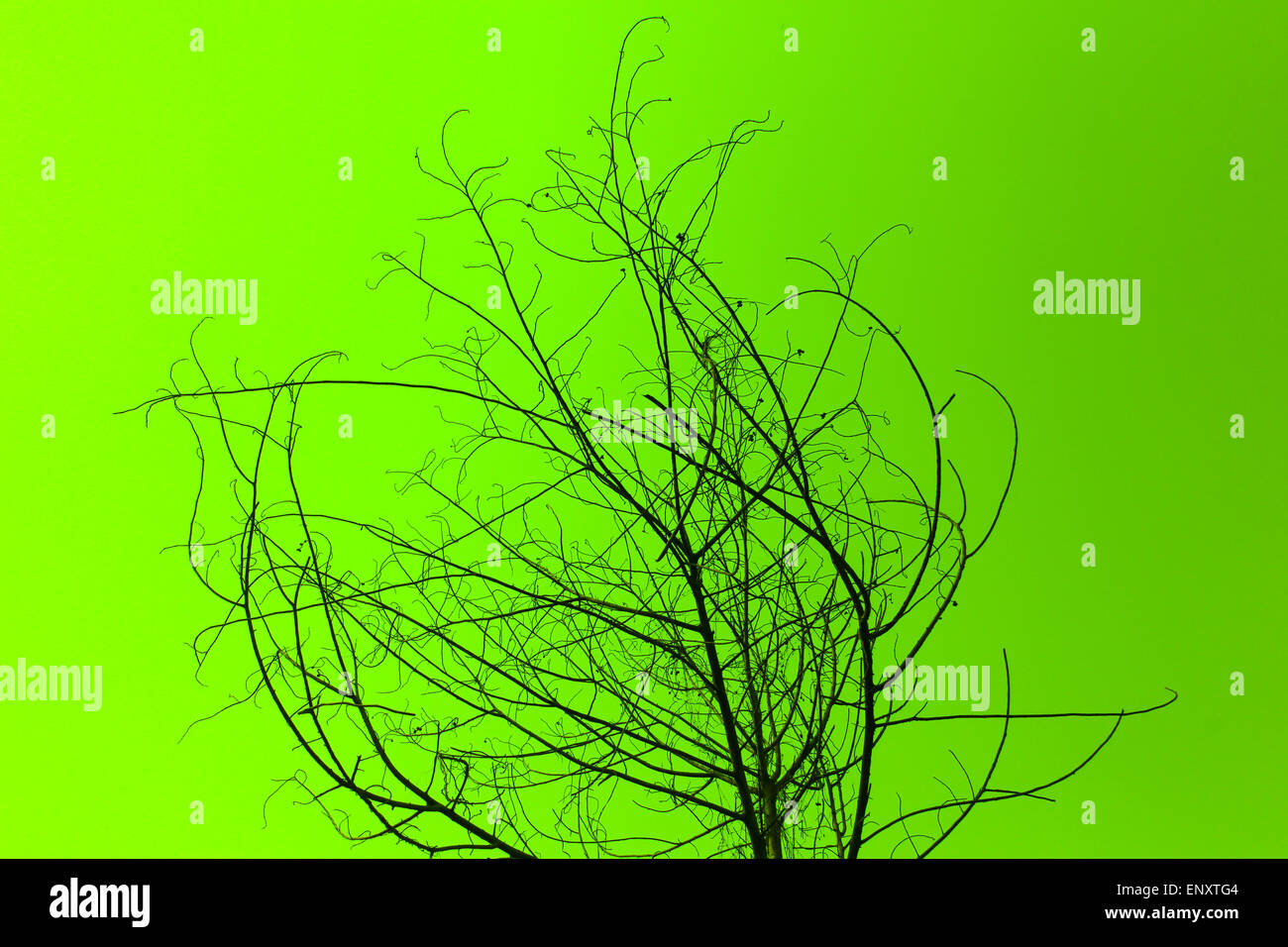 Dried tree hires stock photography and images Alamy