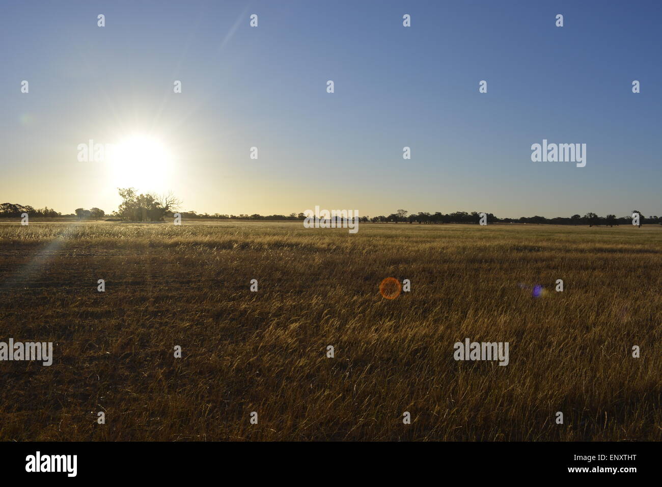 Australian Sunset, Golden Fields, Clear Skies, Grass Lands, Beautiful Sunset, Gold. Stock Photo