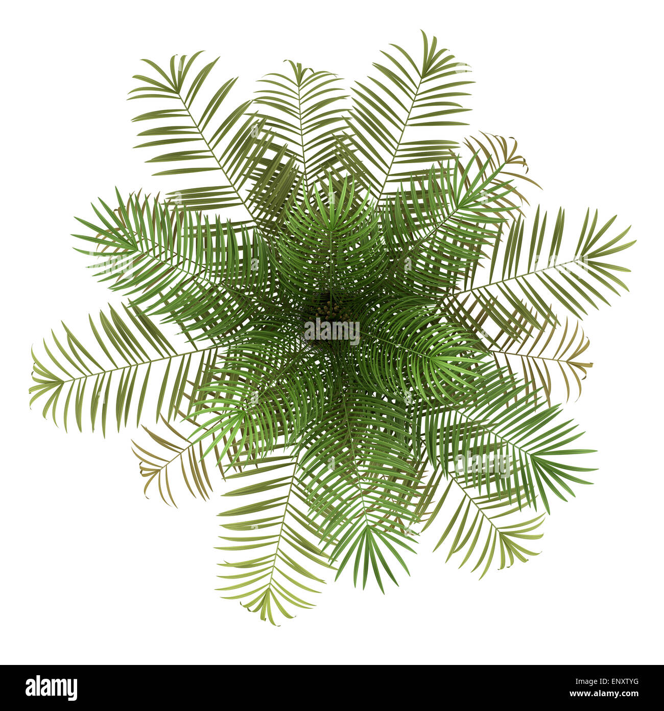 top view of sugar palm tree isolated on white Stock Photo