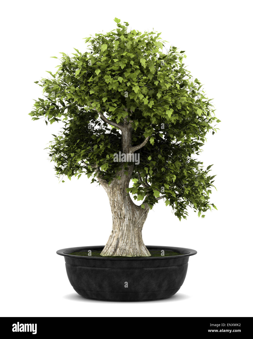 bonsai plant in pot isolated on white background Stock Photo Alamy