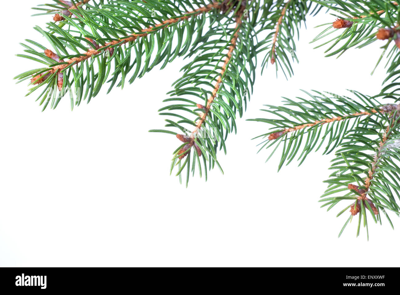 Branch of christmas fir tree isolated on white Stock Photo - Alamy