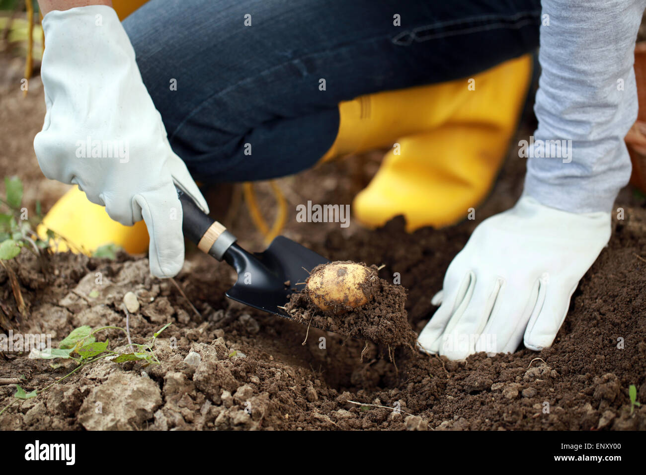 Kartoffelernte hi-res stock photography and images - Alamy