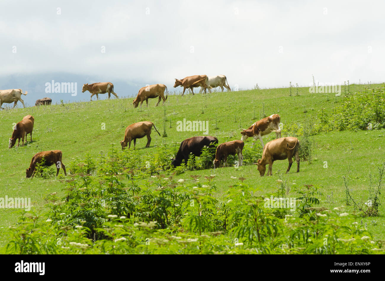 Cows grazing on the green field Stock Photo - Alamy