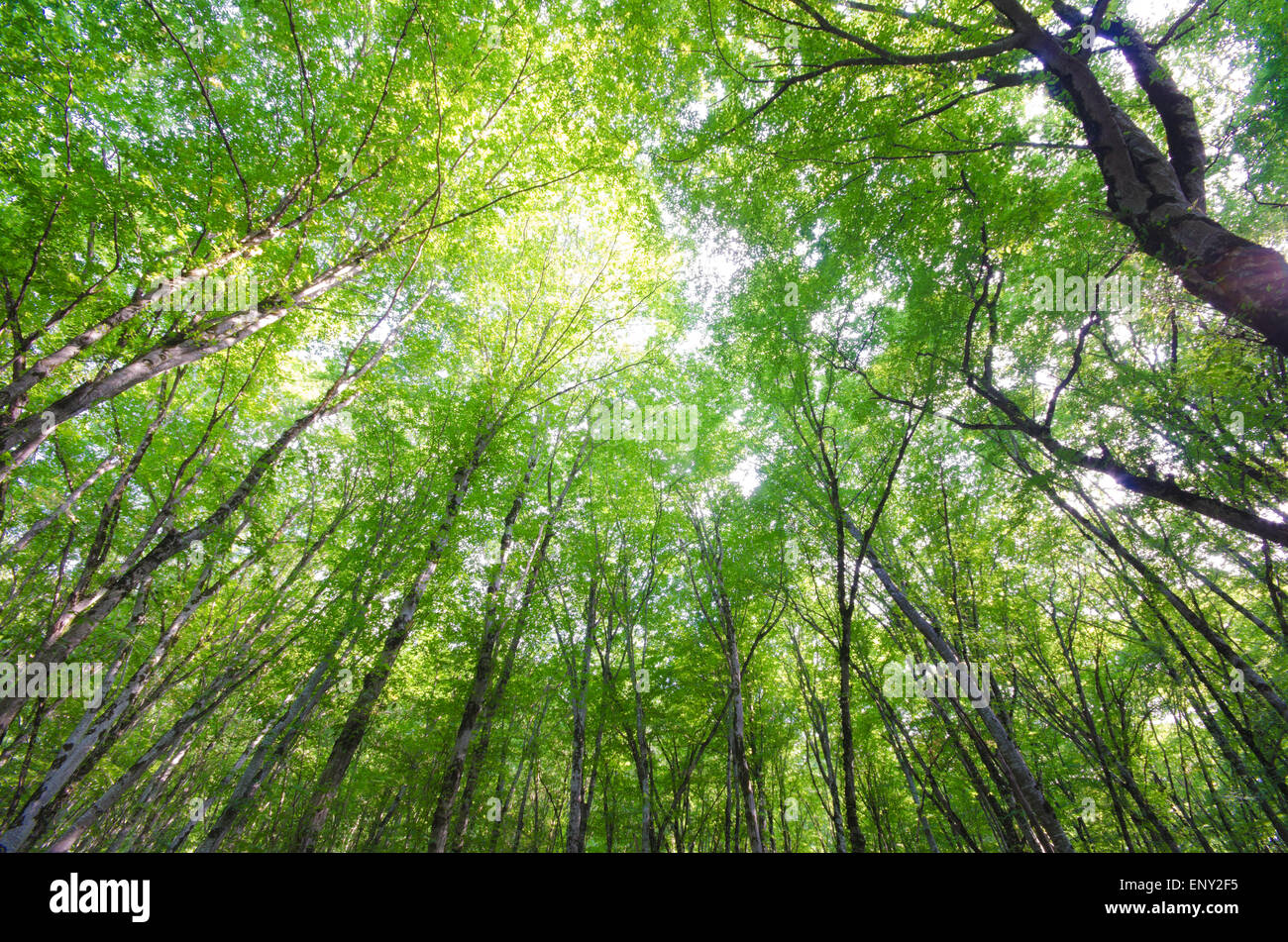 Green forest in bright summer day Stock Photo - Alamy