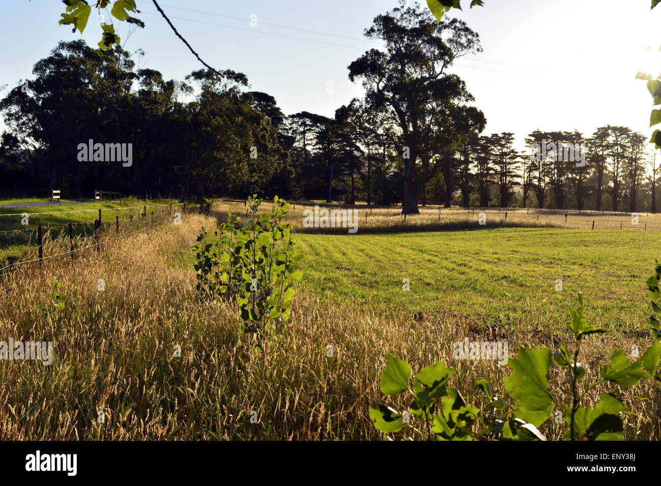 Australian, Farm, Rolling Hills, Golden Plains, Grass, Trees, Cow