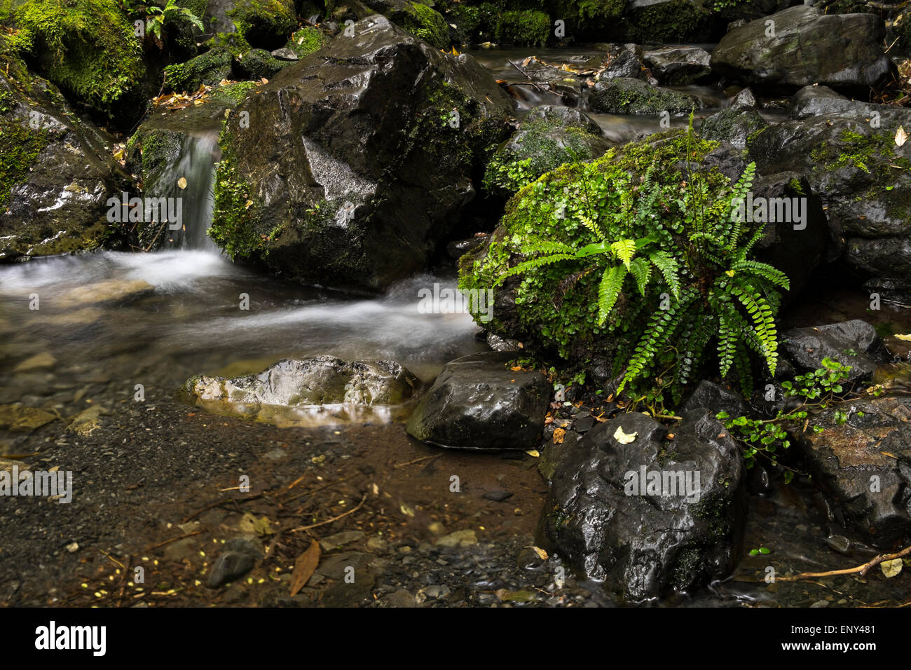 Waterfall and ferns on Dog Stream in Hanmer Springs, New Zealand. Stock Photo