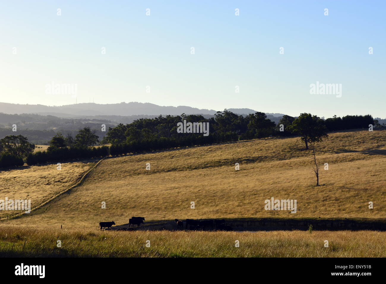 Australian, Farm, Rolling Hills, Golden Plains, Grass, Trees, Cow, Paddock, Blue Skies, Land Scape, Victoria Australia, Stock Photo