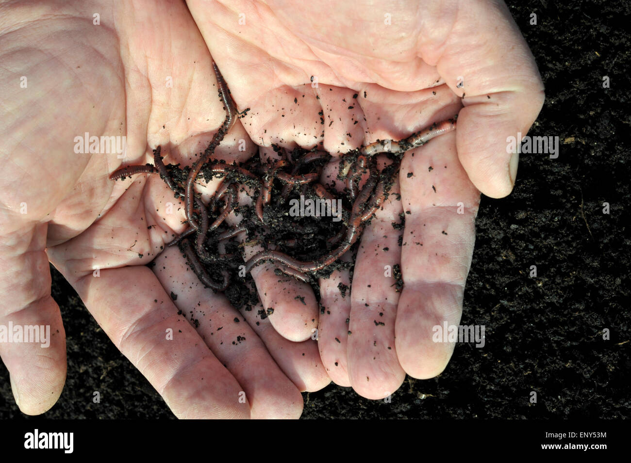 Compost and worms in the hands of a gardener. Stock Photo