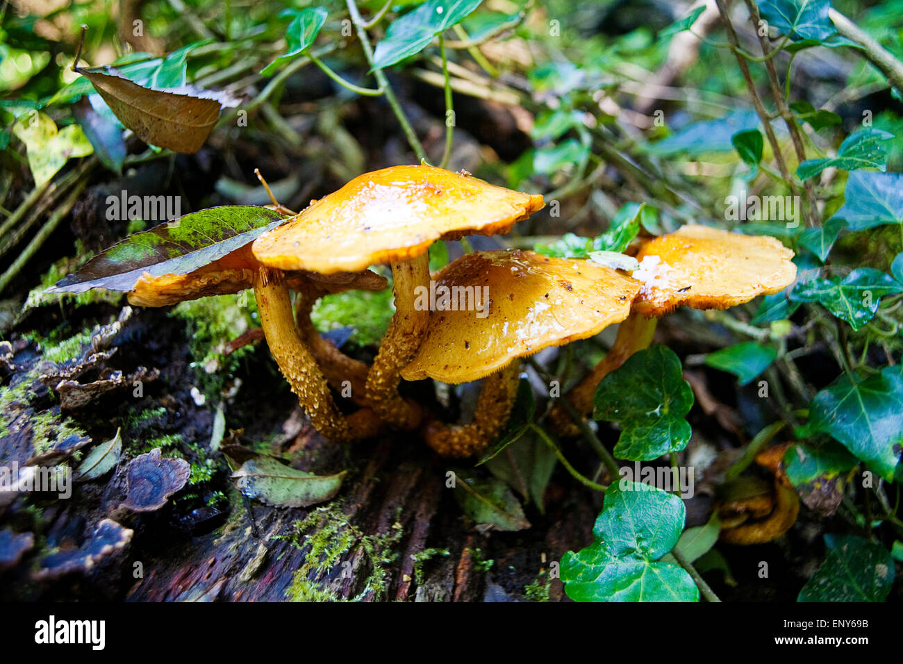 Dead Tree Live Tree High Resolution Stock Photography and Images Alamy