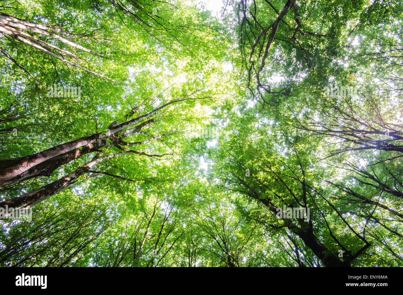 Green forest during bright summer day Stock Photo - Alamy