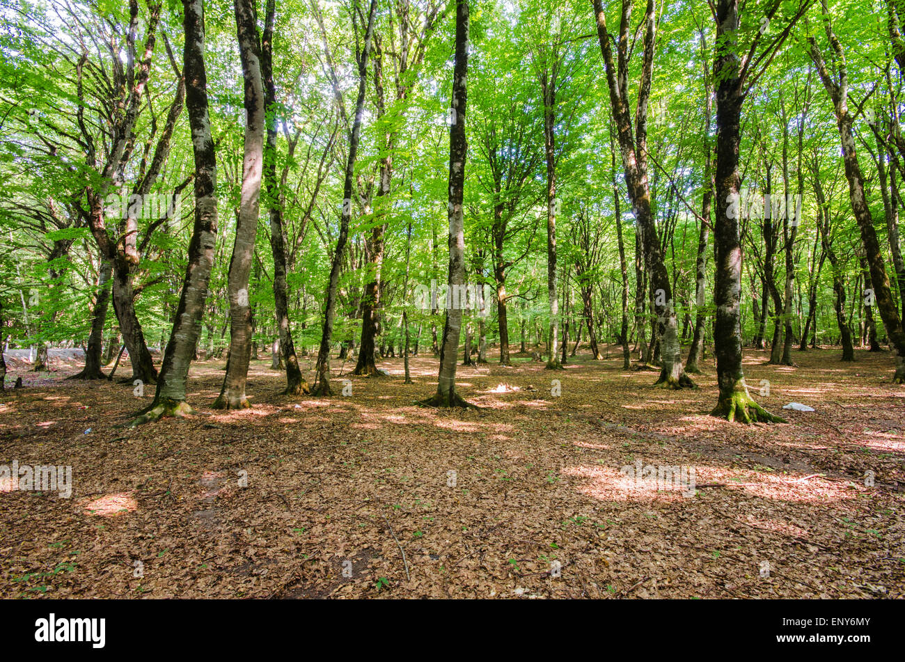 Green forest during bright summer day Stock Photo - Alamy